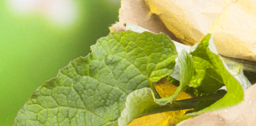 Greater Burdock