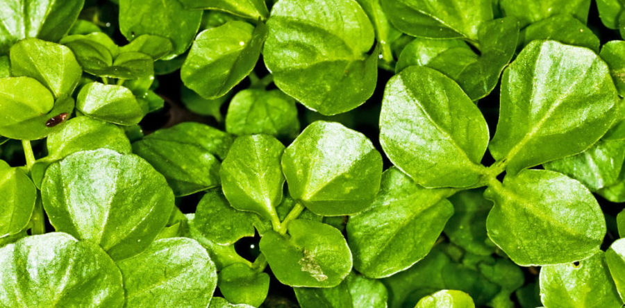 Watercress